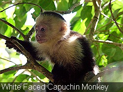 White-Faced-Capuchin-Monkey-Manuel Antonio